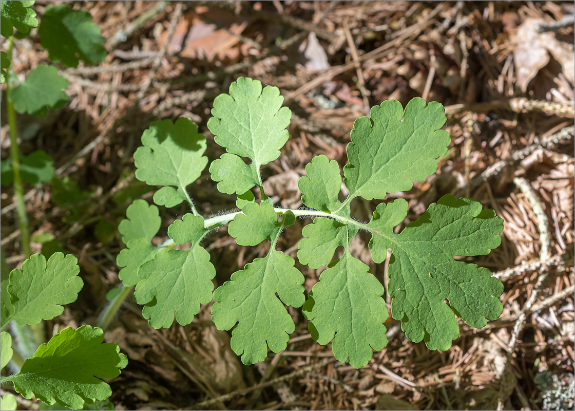 Image of Chelidonium majus specimen.