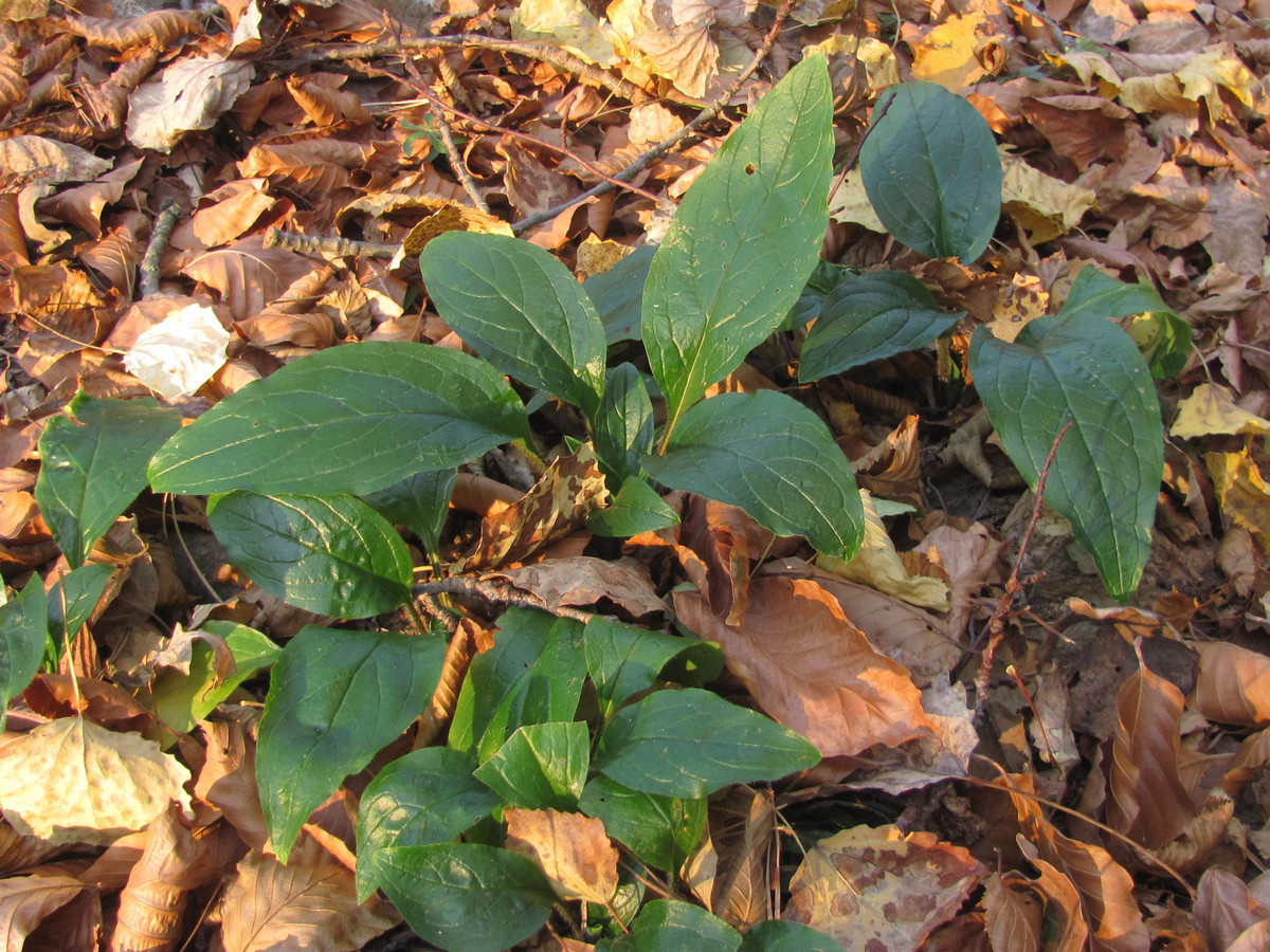 Изображение особи Cynoglossum germanicum.