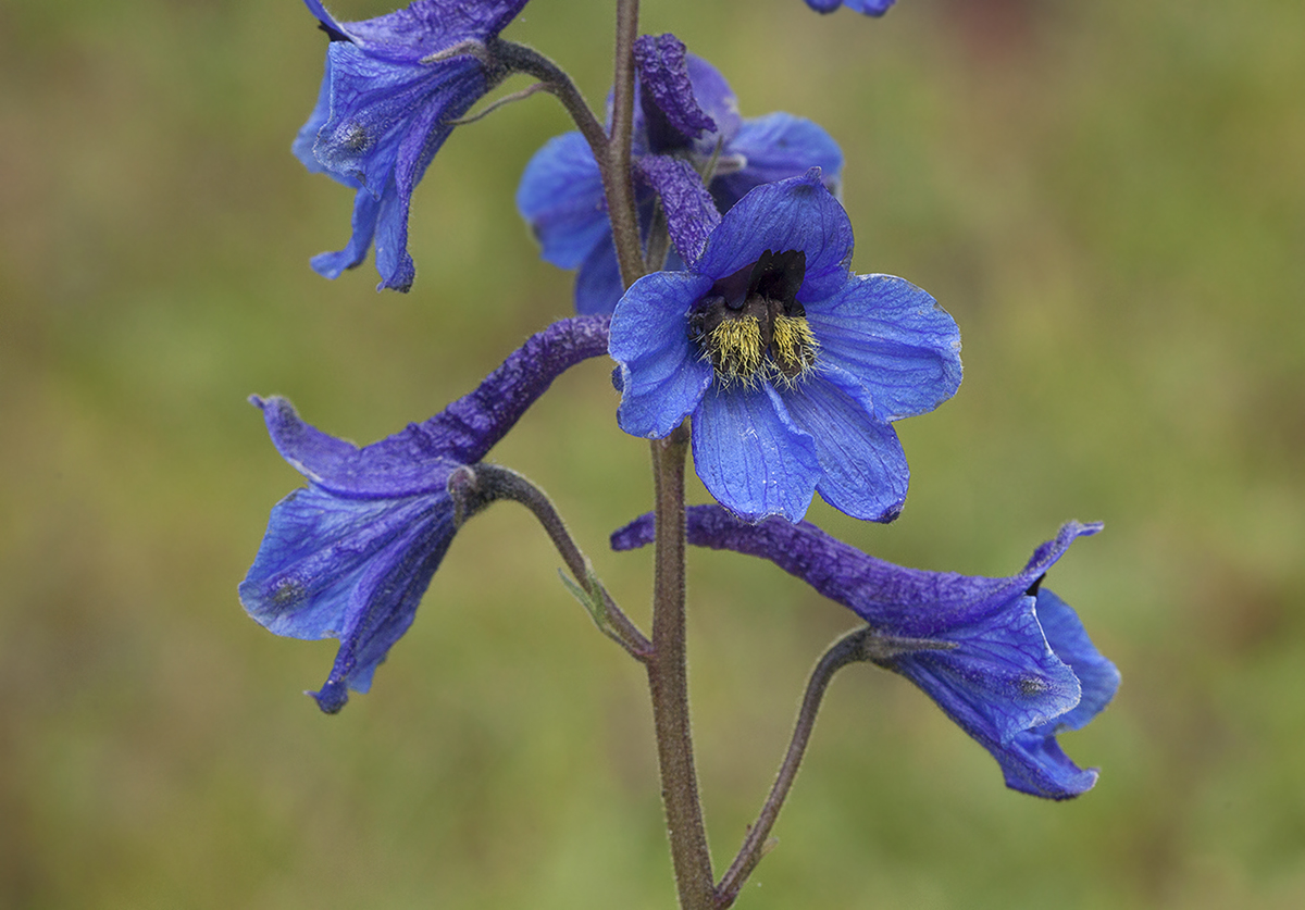 Изображение особи Delphinium mirabile.