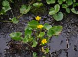 Caltha membranacea