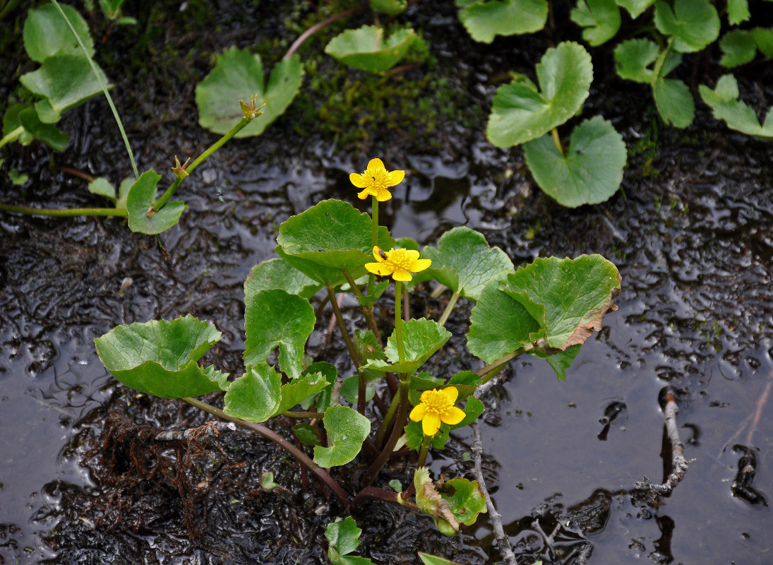 Image of Caltha membranacea specimen.