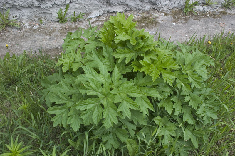 Изображение особи род Heracleum.