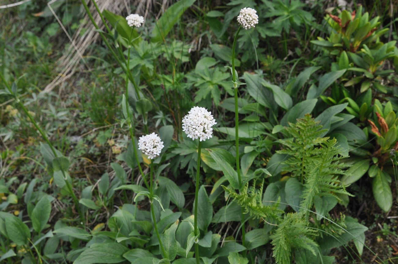 Image of Valeriana alpestris specimen.