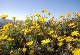 Euryops pectinatus