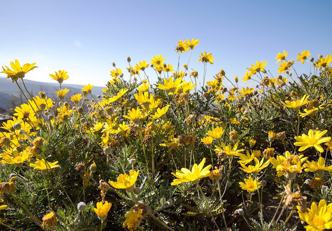 Изображение особи Euryops pectinatus.