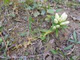 Gentiana gelida