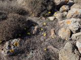 genus Taraxacum