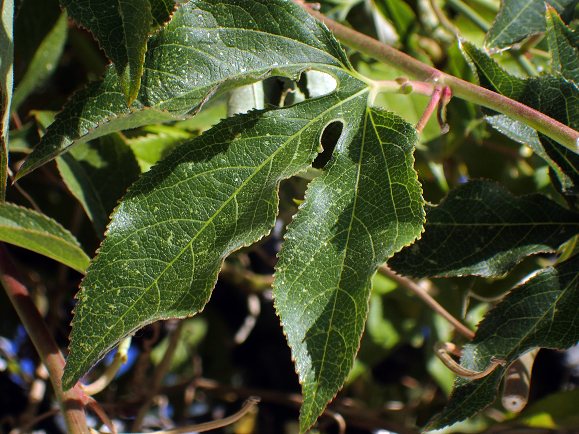 Изображение особи Passiflora edulis.