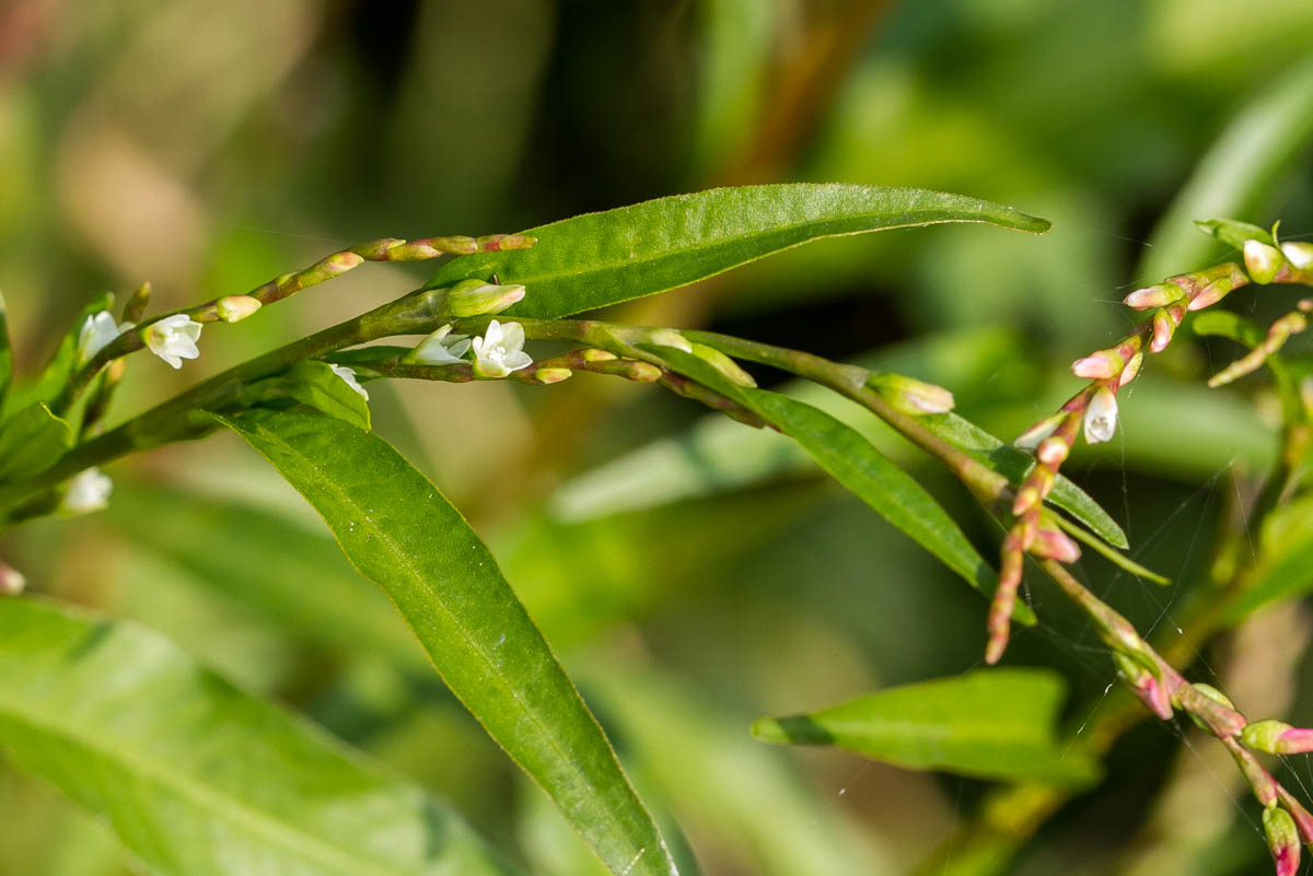 Image of Persicaria hydropiper specimen.