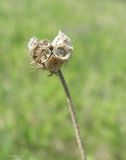 Scabiosa ochroleuca. Верхушка перезимовавшего сухого прошлогоднего побега с соплодием. Краснодарский край, станица Шкуринская, склон балки Сухая. 26.04.2019.