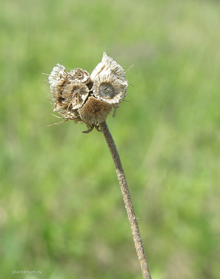 Image of Scabiosa ochroleuca specimen.