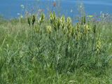 Astragalus asper. Цветущие растения. Крым, Керченский п-ов, Приазовье, Караларская степь. 04.05.2019.