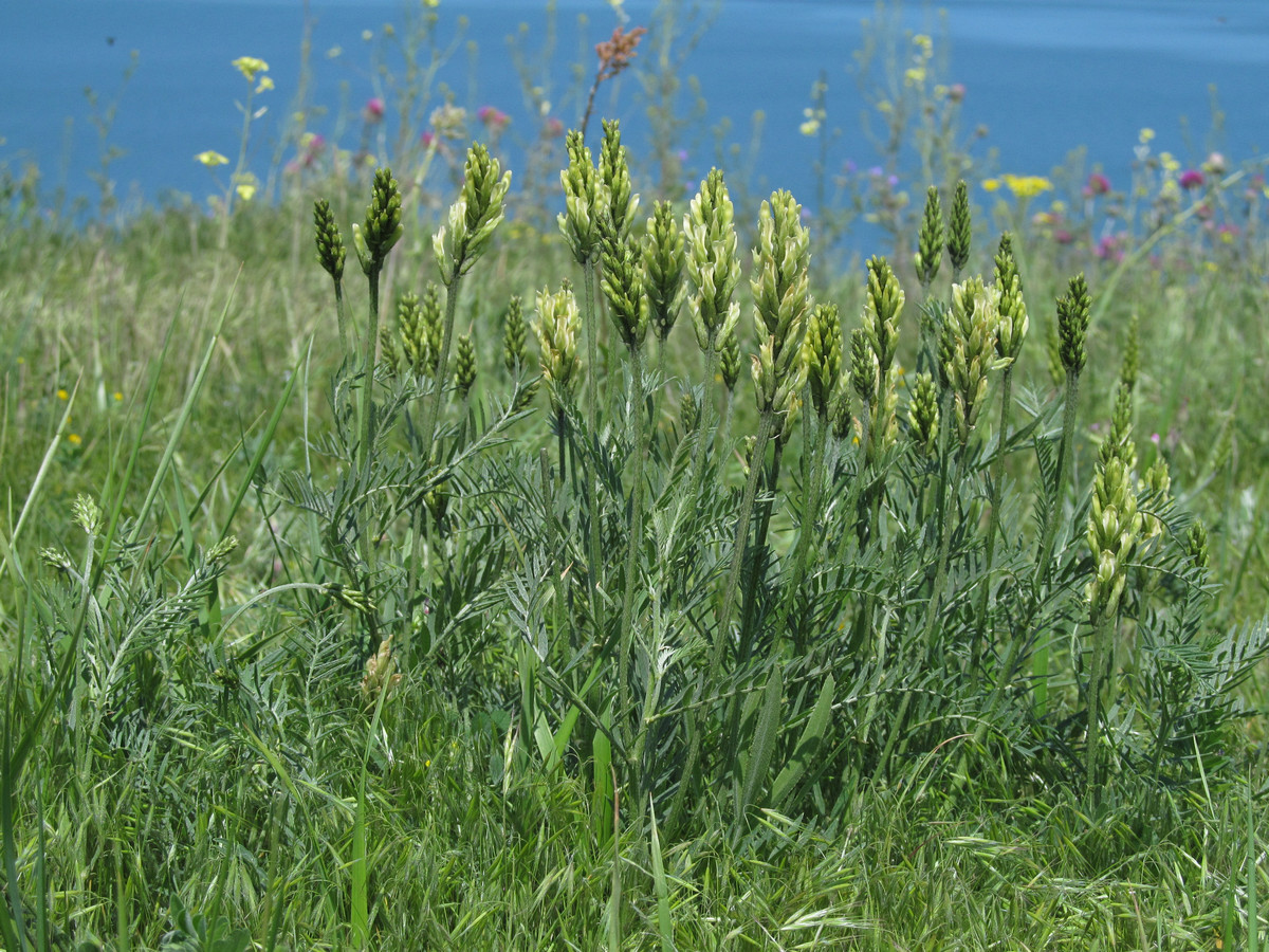 Image of Astragalus asper specimen.