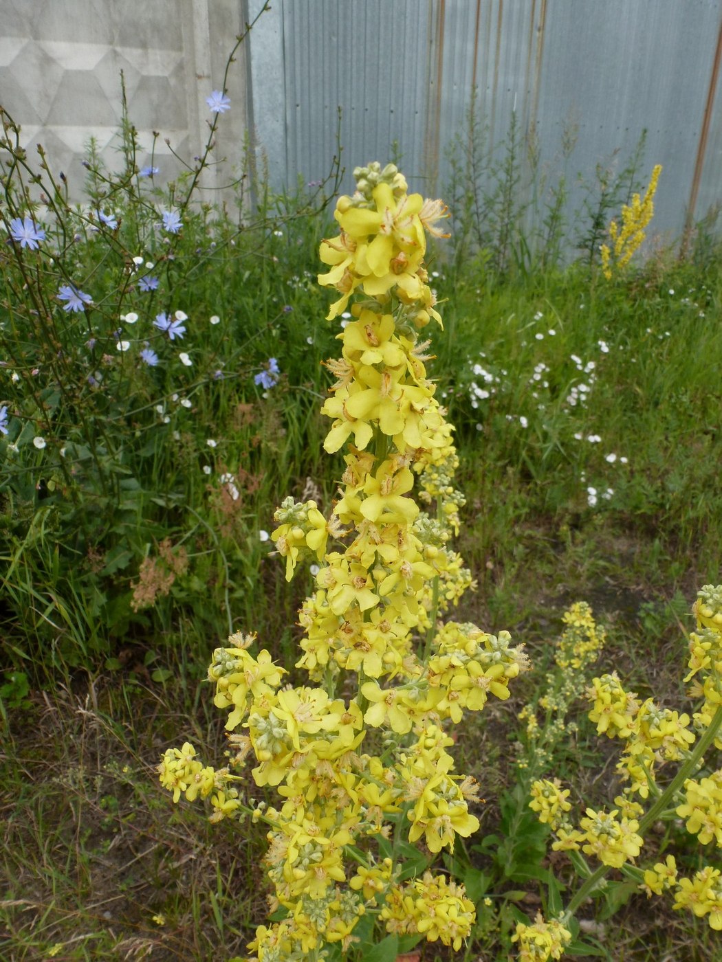 Изображение особи Verbascum lychnitis.