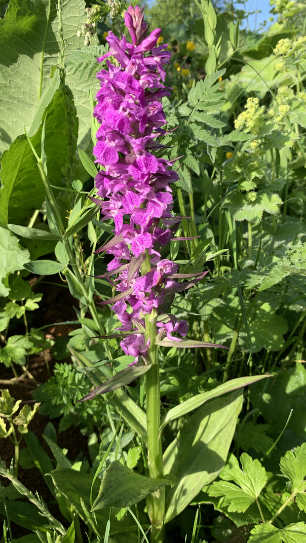 Image of Dactylorhiza euxina specimen.