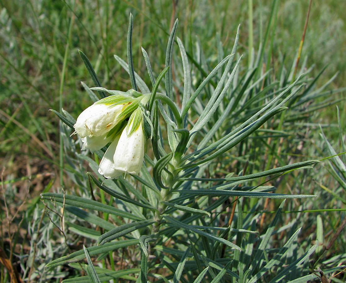 Изображение особи Onosma tanaitica.