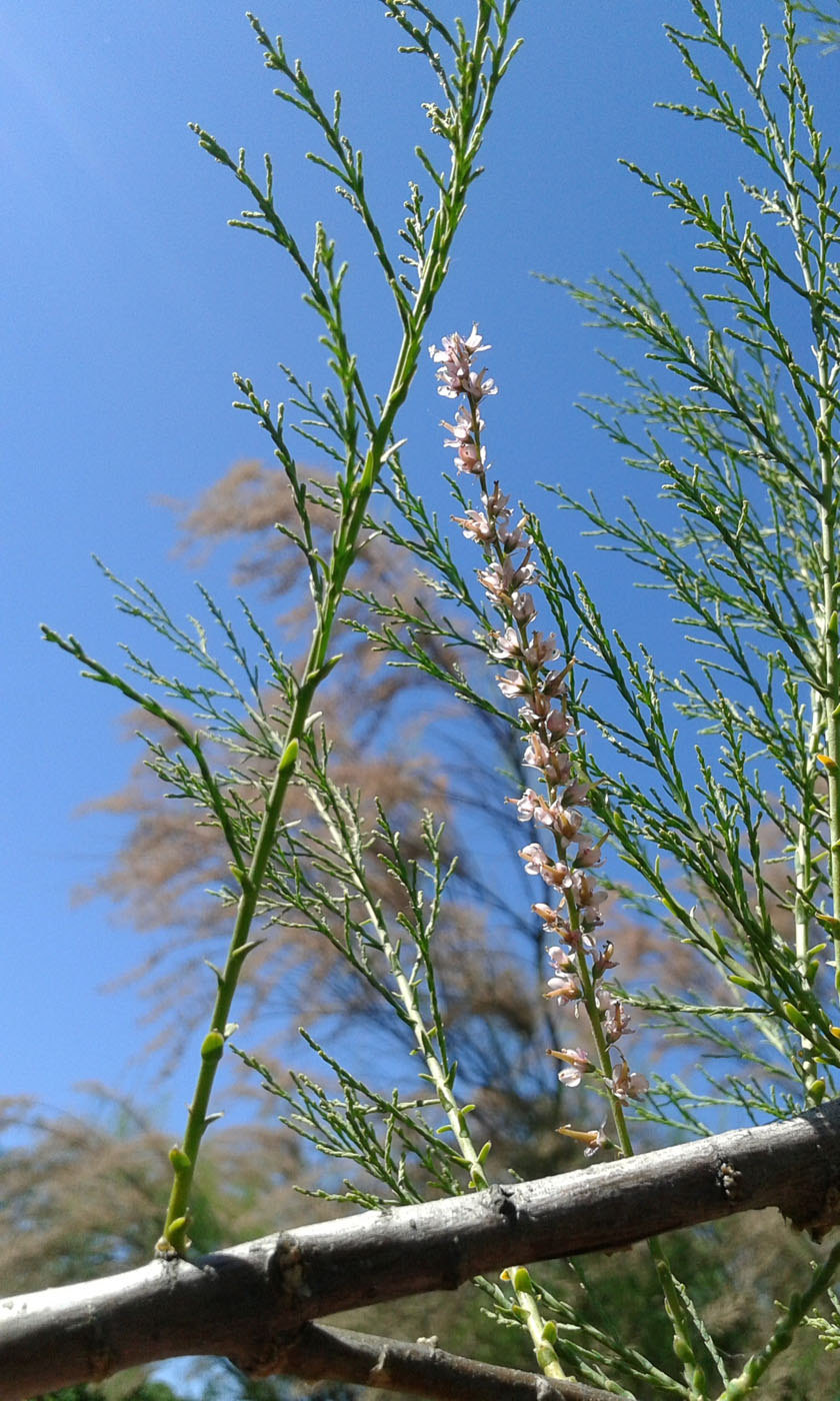 Image of Tamarix ramosissima specimen.