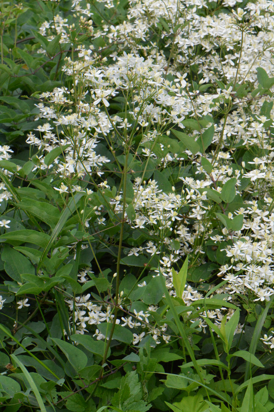 Image of Clematis recta specimen.