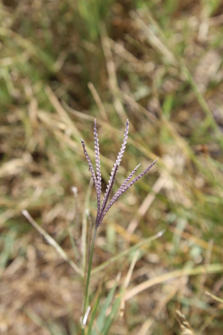 Image of Cynodon dactylon specimen.