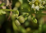 Galium vaillantii. Часть соплодия плодоносящего растения в сообществе с Honckenya peploides ssp. major. Приморский край, Шкотовский р-н, окр. пос. Подъяпольск, каменистый берег моря. 08.07.2019.