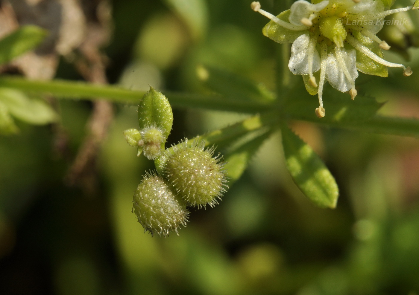 Изображение особи Galium vaillantii.