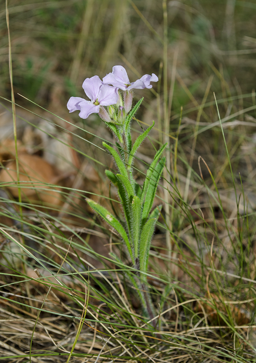 Image of Clausia aprica specimen.