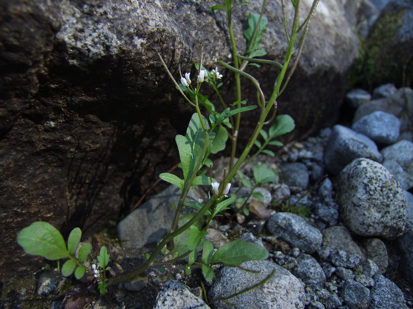 Изображение особи Cardamine regeliana.