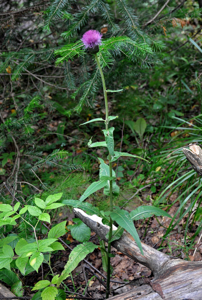 Изображение особи Cirsium heterophyllum.