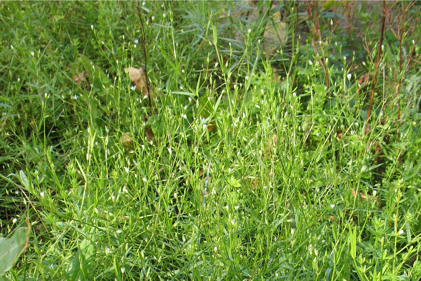 Изображение особи Stellaria graminea.