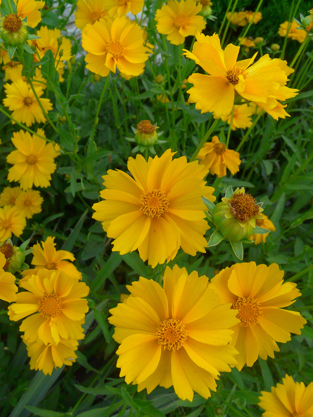 Image of Coreopsis grandiflora specimen.