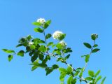 Spiraea chamaedryfolia. Цветущая ветвь. Республика Алтай, Онгудайский р-н, пер. Семинский, скалы на высоте около 1750 м н.у.м. 05.07.2010.