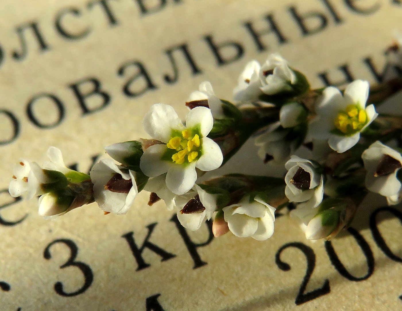 Image of Polygonum pseudoarenarium specimen.