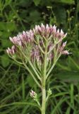 Eupatorium lindleyanum. Общее соцветие. Приморский край, Хасанский р-н, окр. с. Витязь, луг. 13 сентября 2019 г.