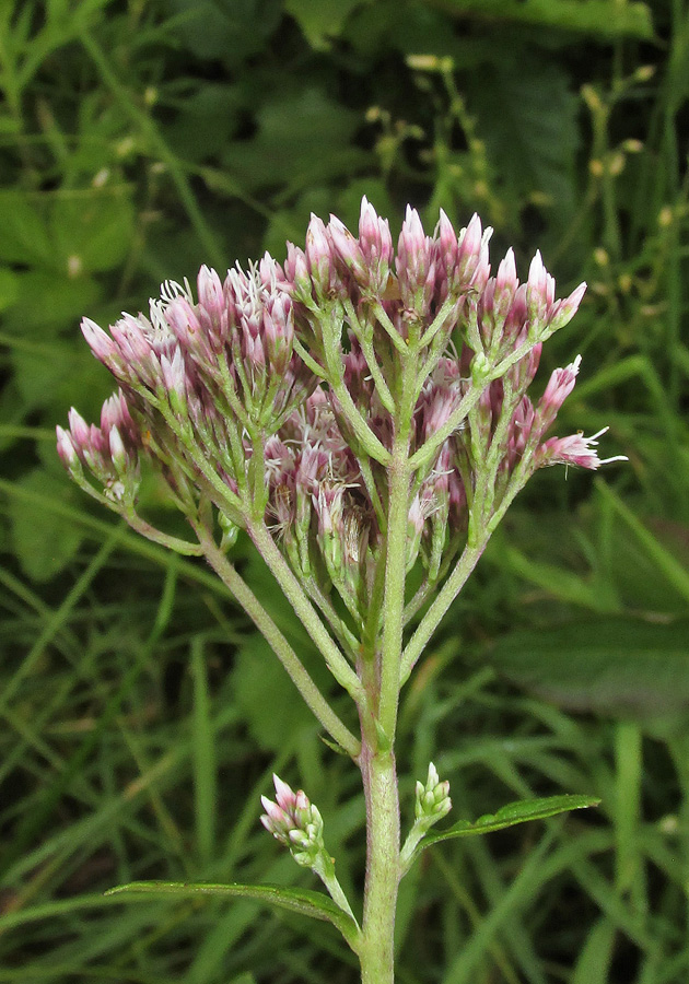 Image of Eupatorium lindleyanum specimen.