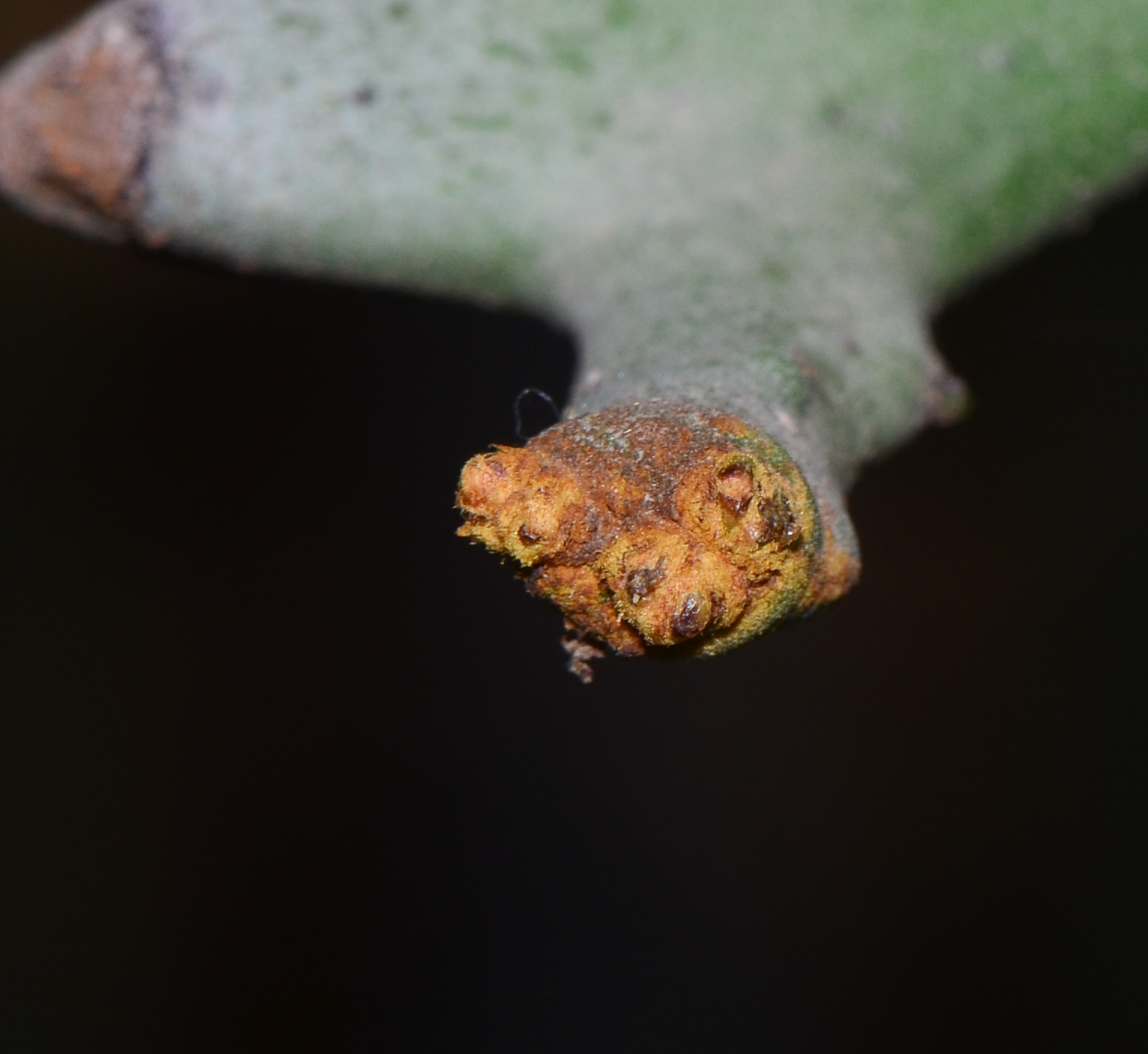 Изображение особи Euphorbia stenoclada.