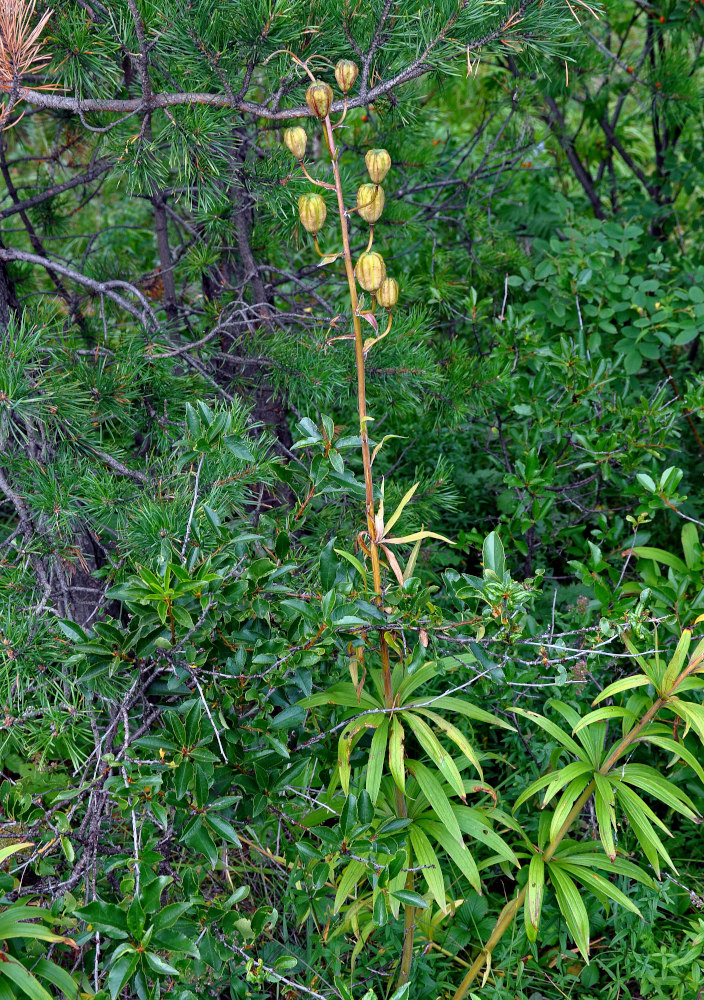 Image of Lilium pilosiusculum specimen.