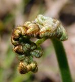 Pteridium tauricum