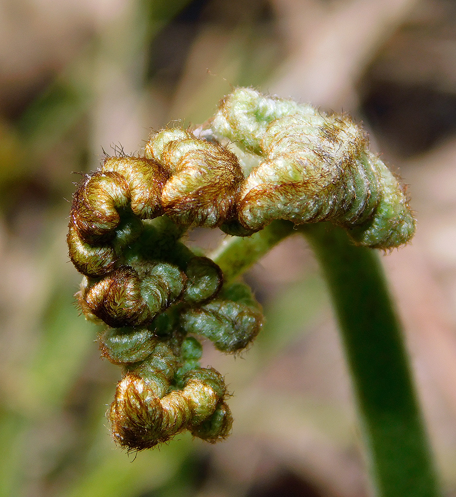 Изображение особи Pteridium tauricum.