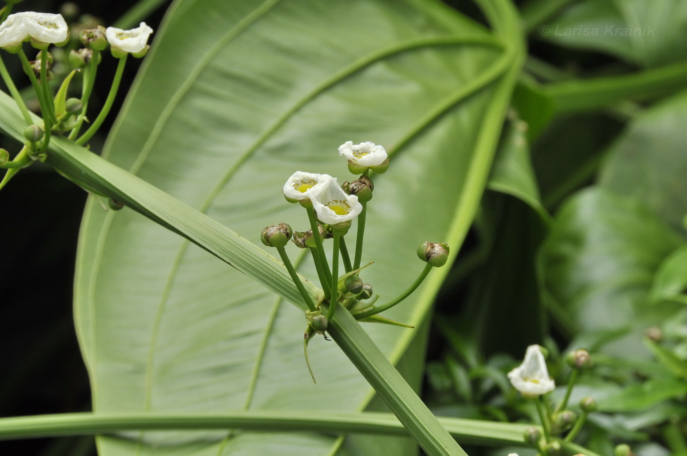 Изображение особи род Echinodorus.