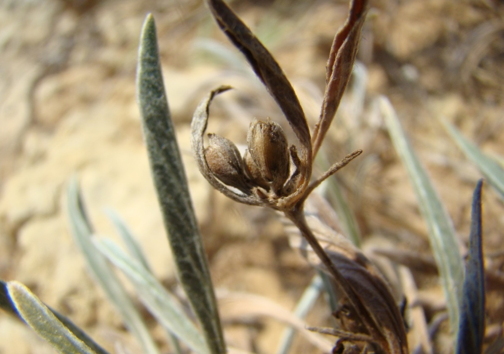 Image of Convolvulus lineatus specimen.