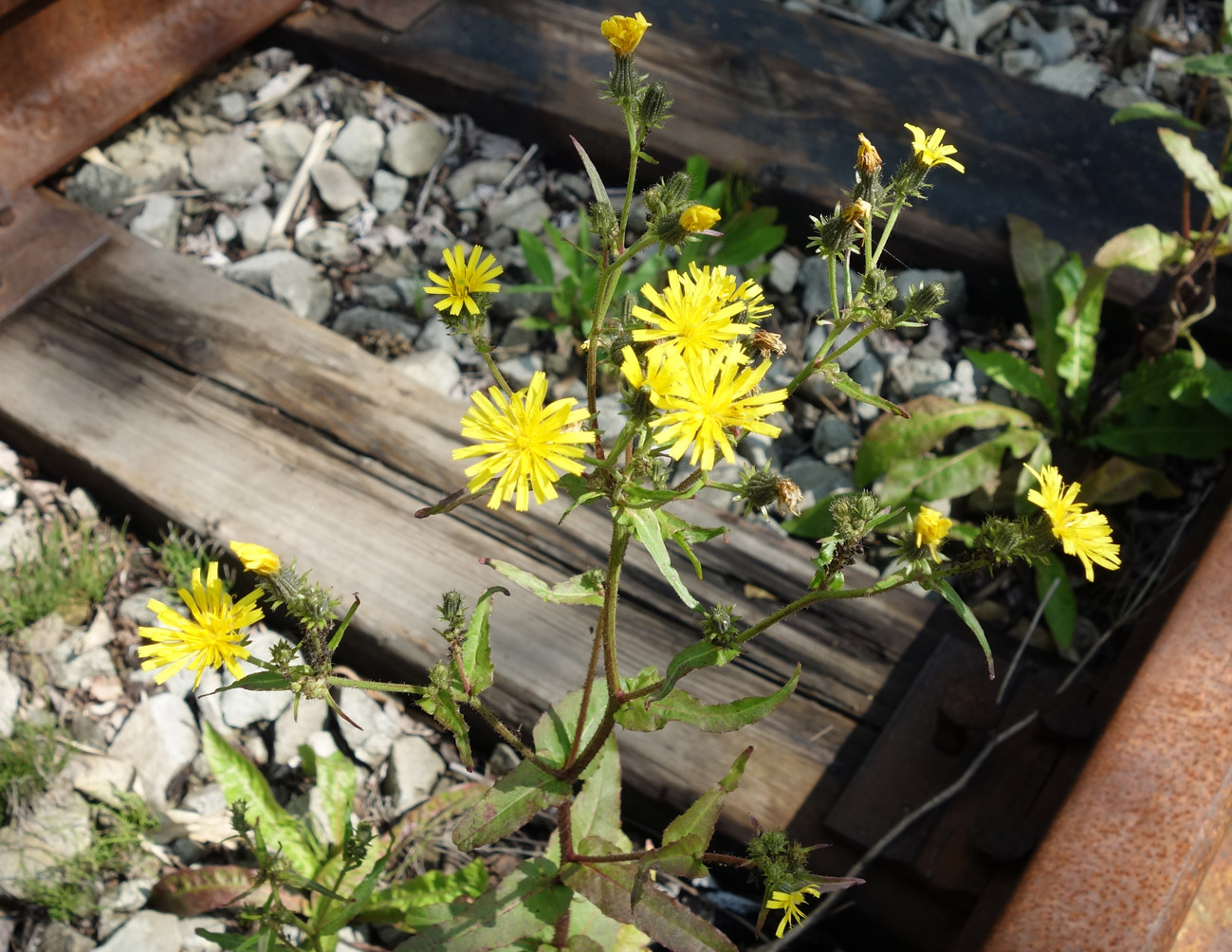 Image of Picris japonica specimen.