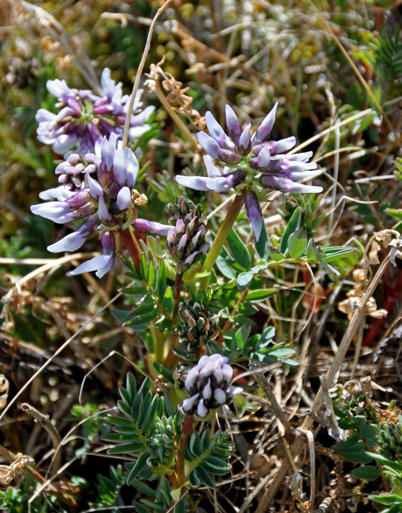 Изображение особи Astragalus norvegicus.