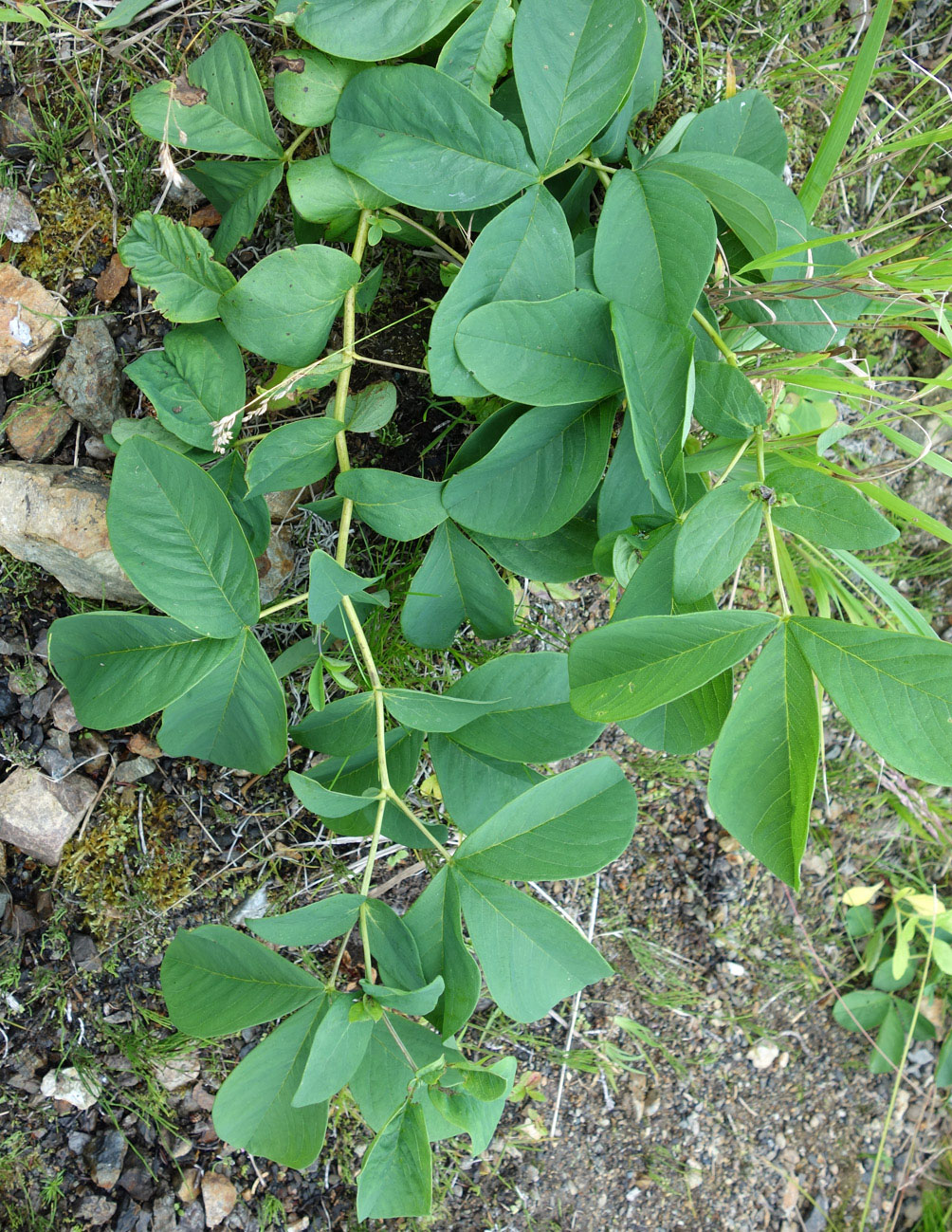 Изображение особи Thermopsis lupinoides.