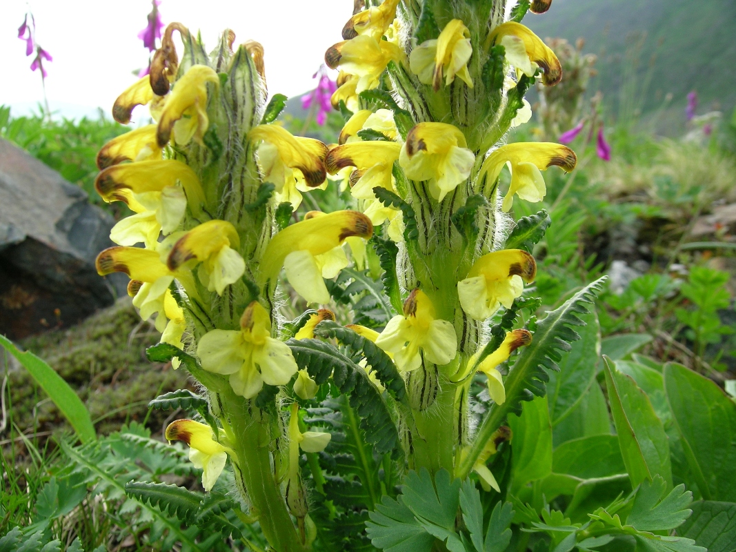 Изображение особи Pedicularis oederi.