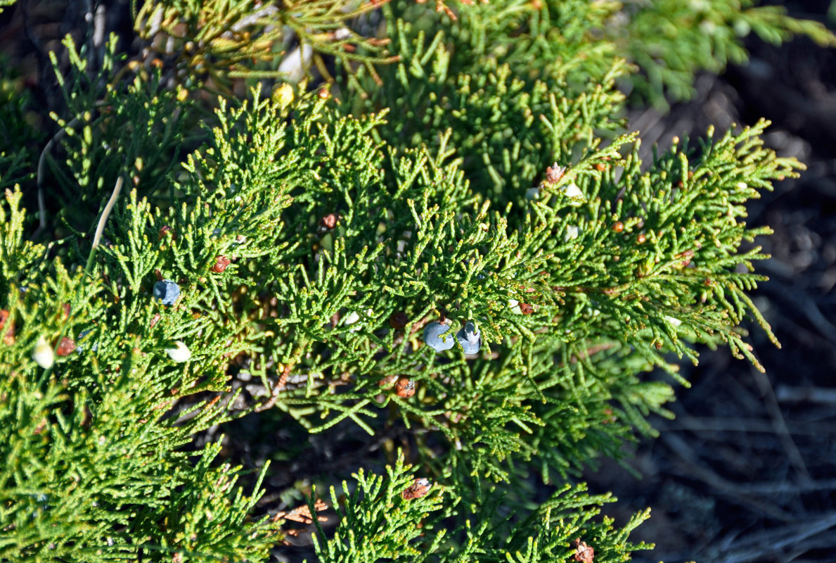 Image of Juniperus sabina specimen.