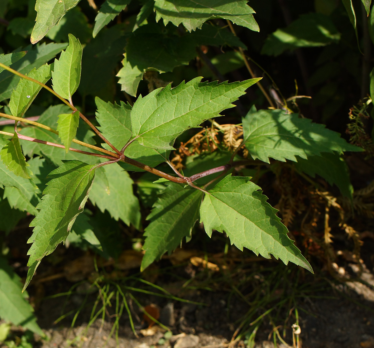 Image of Heliopsis helianthoides ssp. scabra specimen.