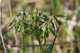 Cardamine dentata