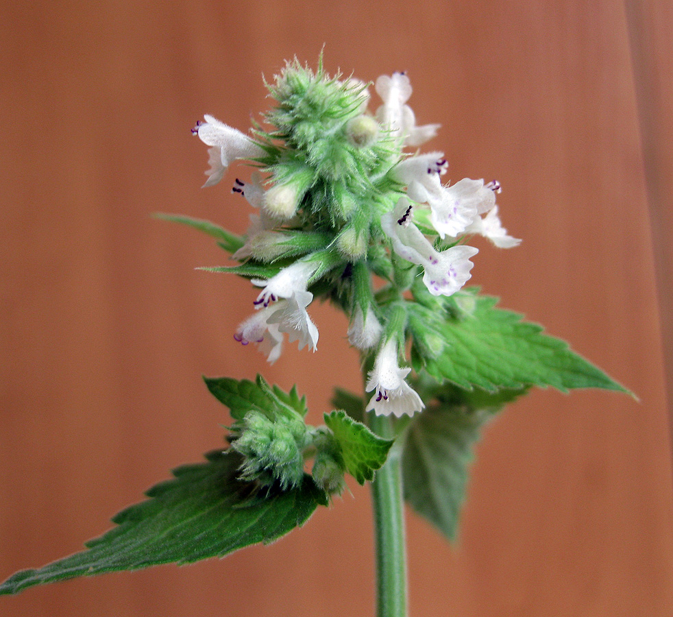 Image of Nepeta cataria specimen.