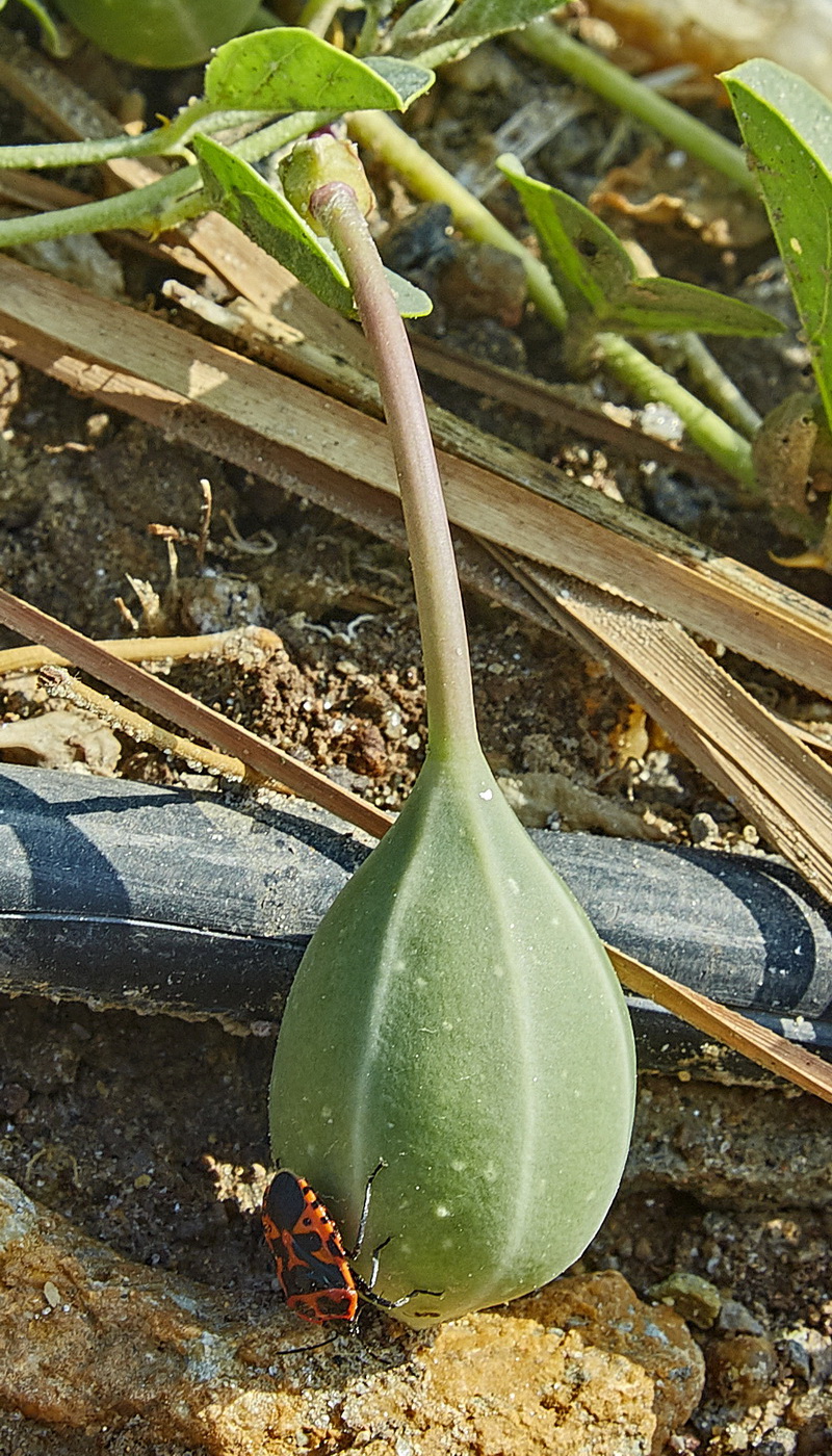 Image of Capparis herbacea specimen.