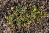род Potentilla